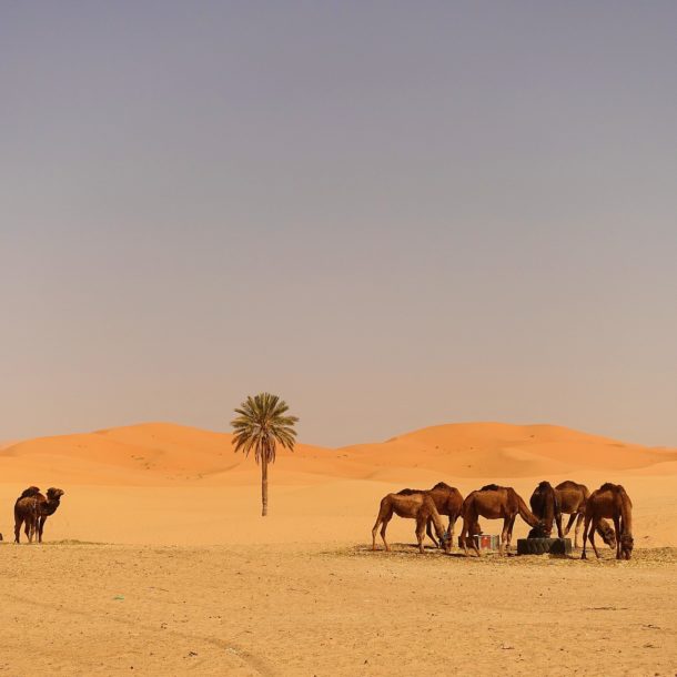Arrive in the desert