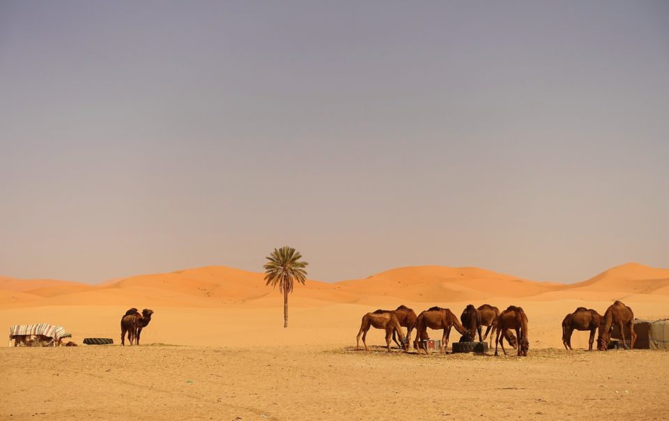 Arrive in the desert