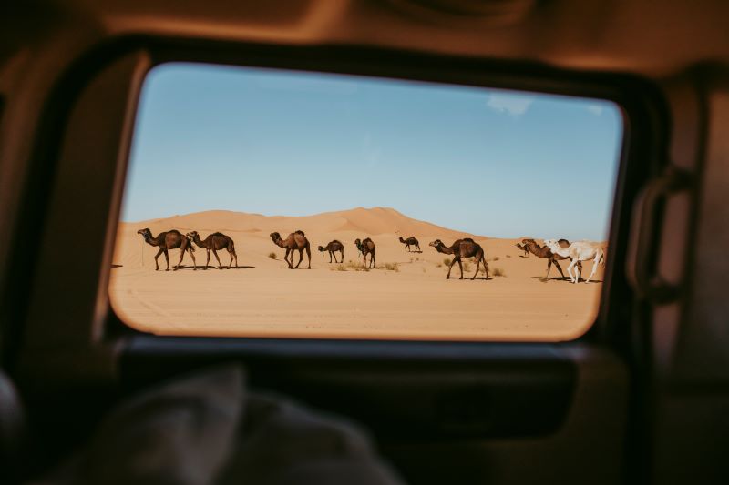 Vista de camellos en el desierto de Erg Chebbi en Merzouga a traves de un viaje en coche 4x4.