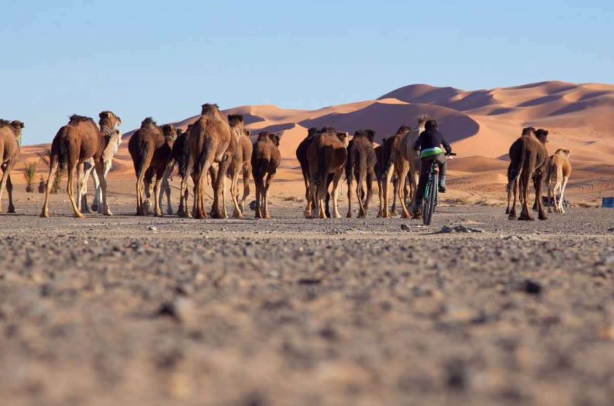 Paseo en camello por el desierto